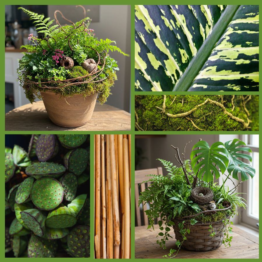 Designer Foliage - Plants & Botanicals