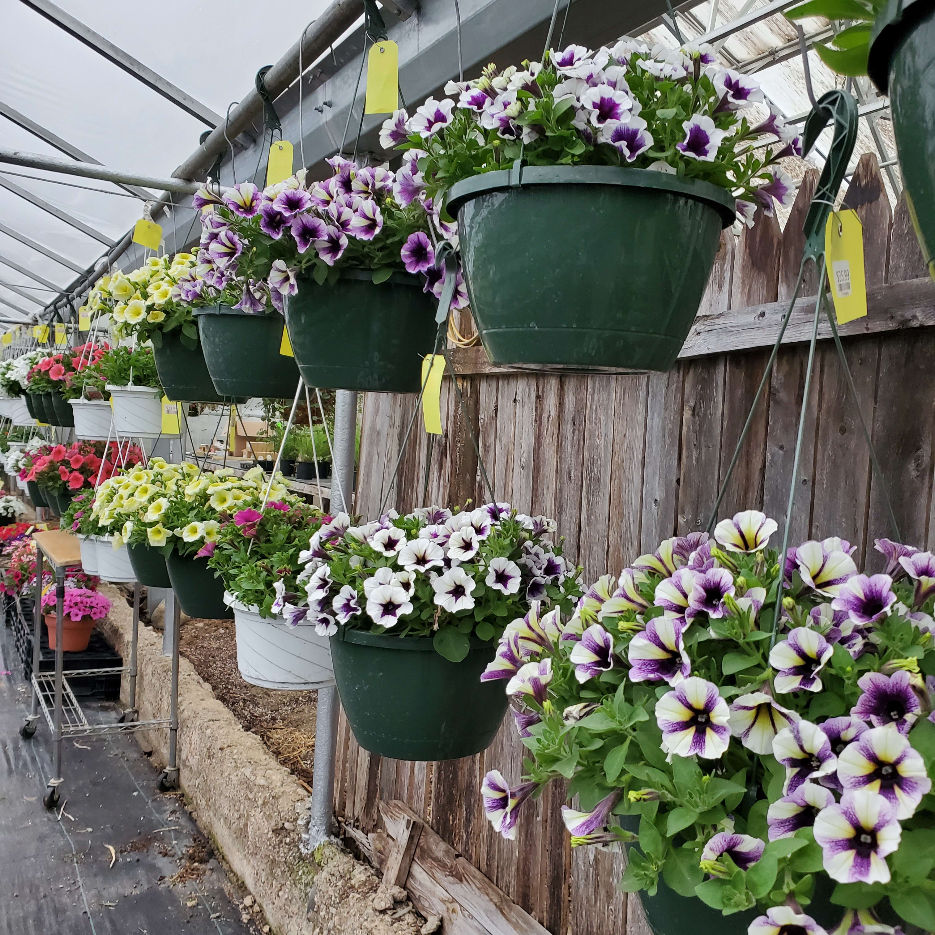 Hanging Petunia Basket