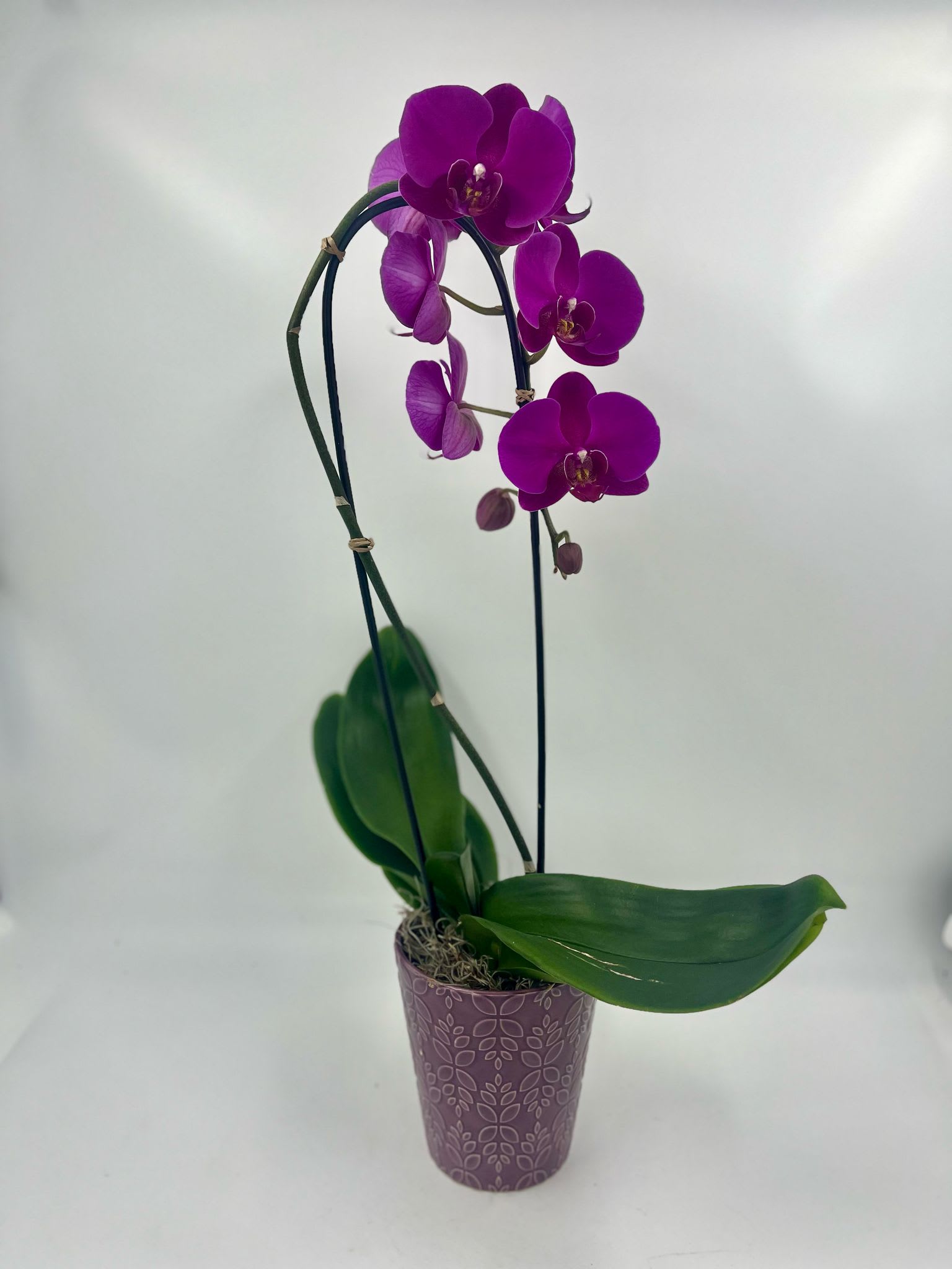 Cascading Elegance Waterfall Orchid