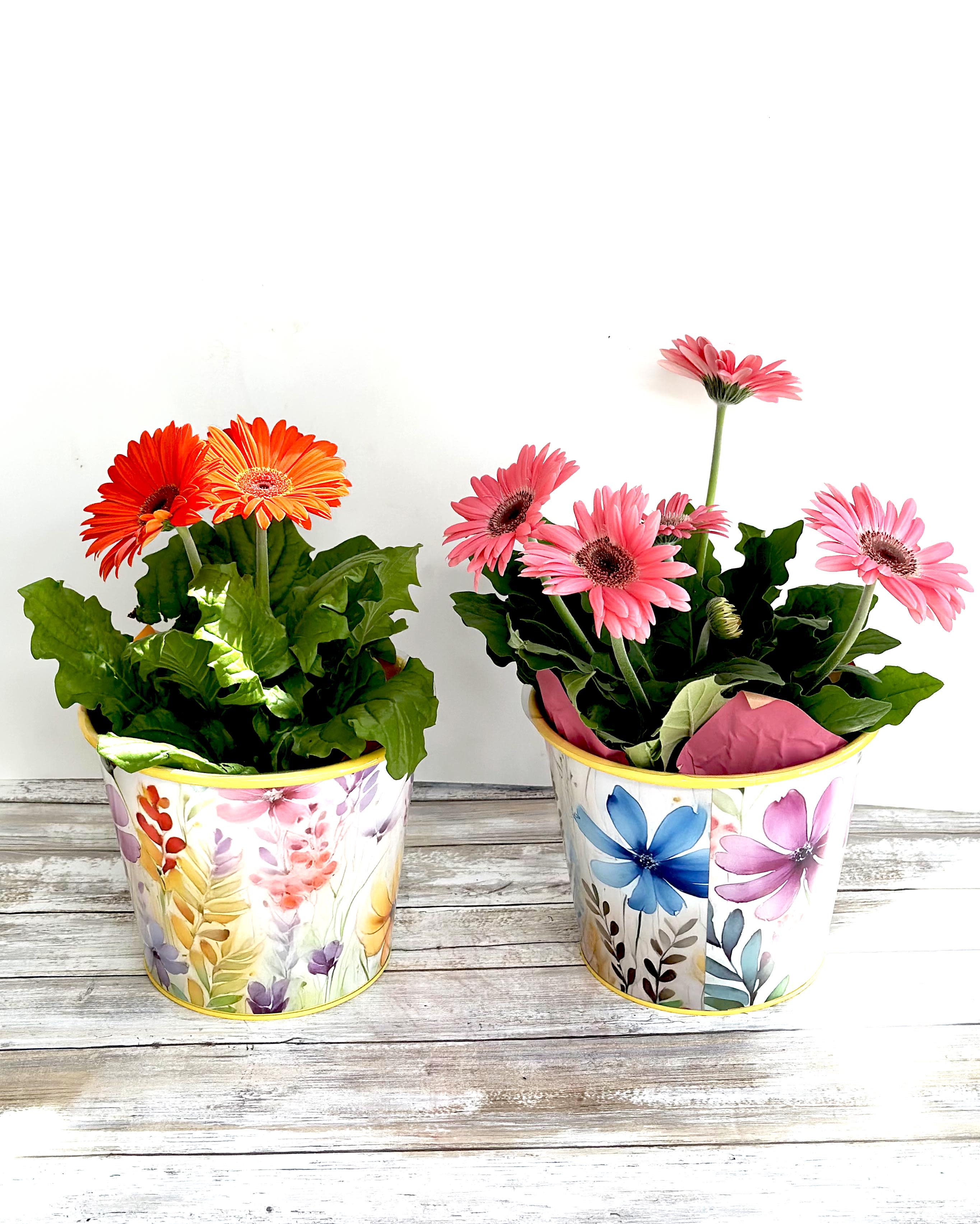 6 Inch Gerbera Daisy Potted Plant Flower Bouquet