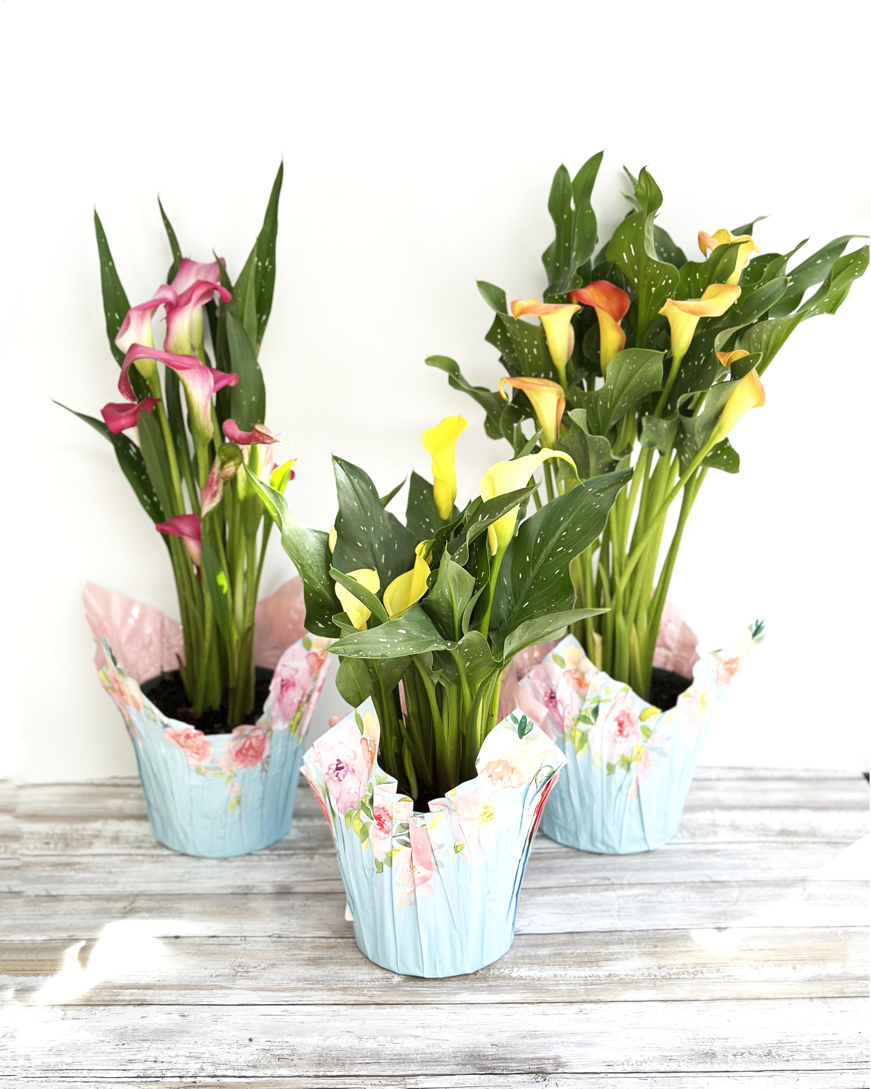 Calla Lily Potted Plant Flower Bouquet