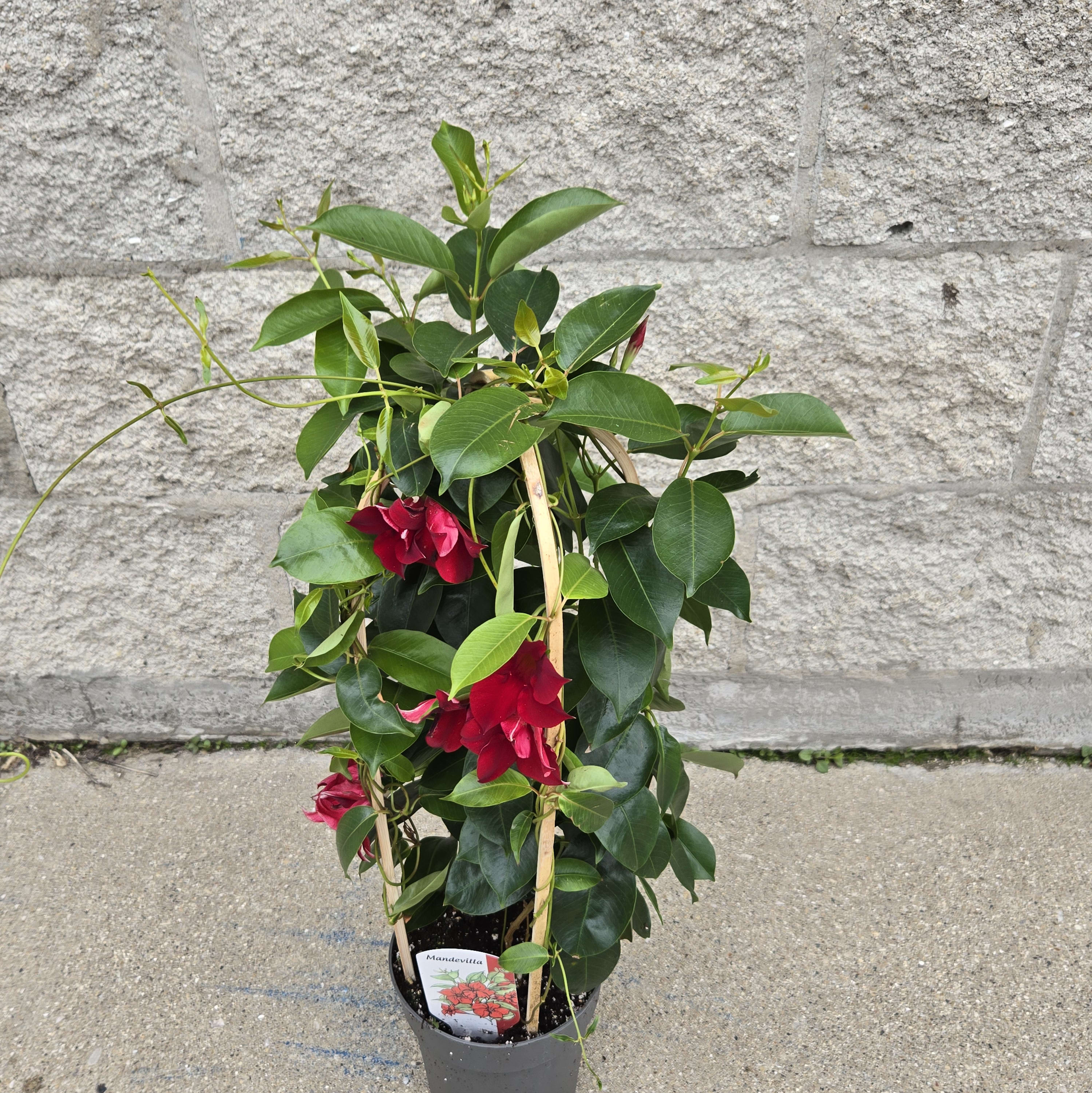 Mandevilla Trellis