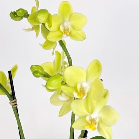 MINI YELLOW & GREEN