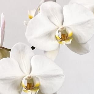 WHITE Flower Bouquet