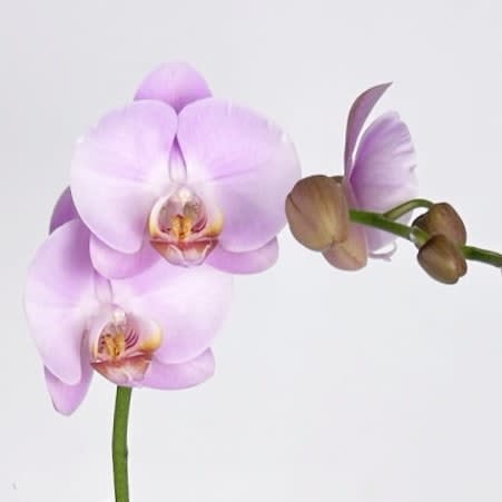 MINI PINK Flower Bouquet