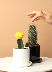 Cactus Couple Flower Bouquet