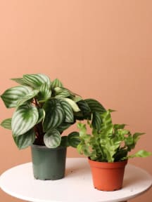 Pet-friendly Plant Bundle