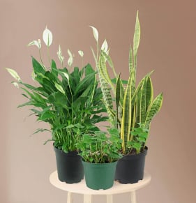 Housewarming Starter