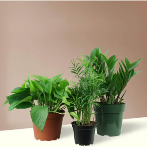 Low Light Trio Flower Bouquet