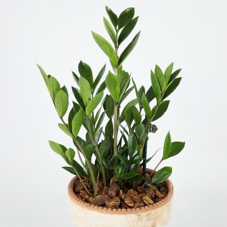 ZZ Plant