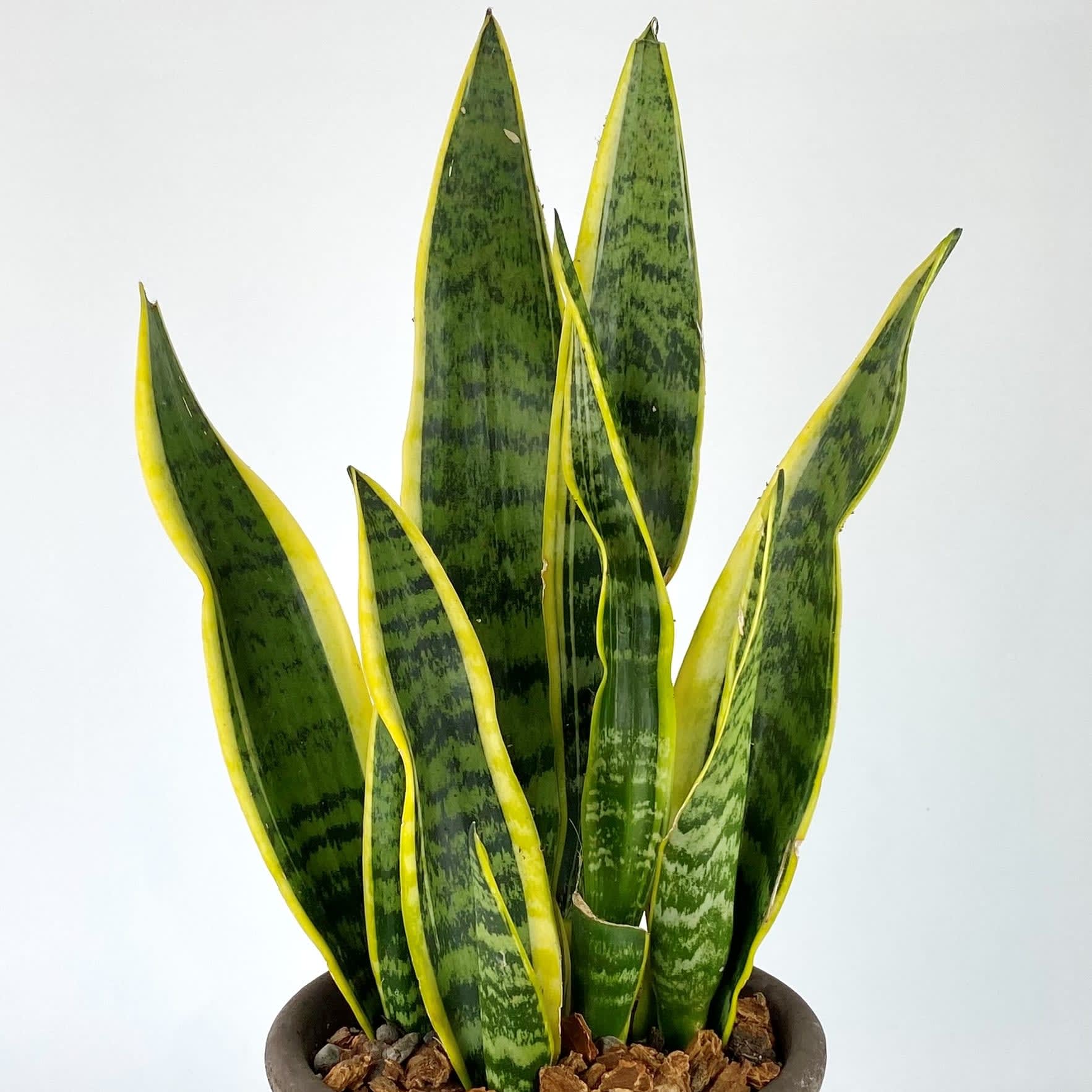 SANSEVIERIA (SNAKE PLANT)