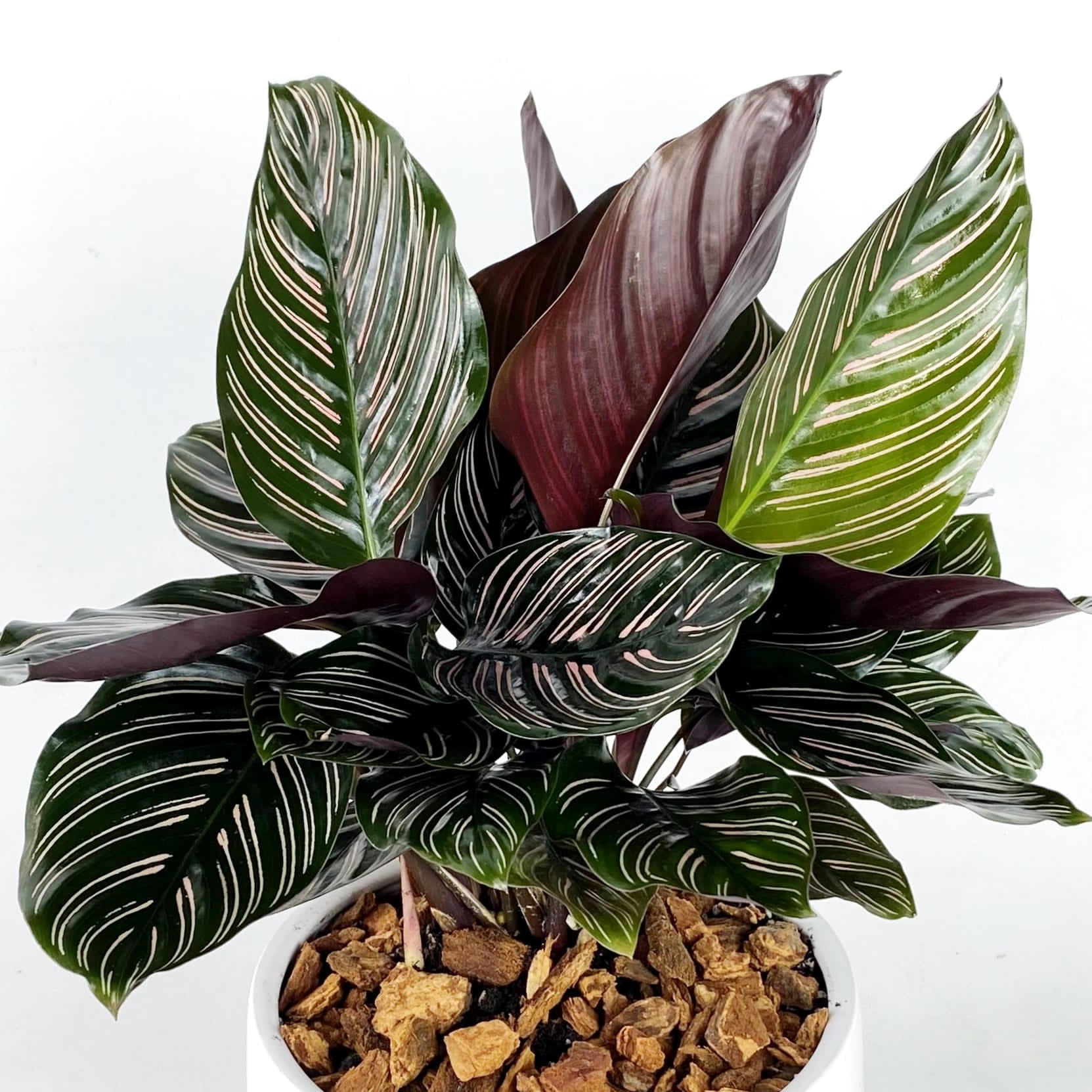 Calathea