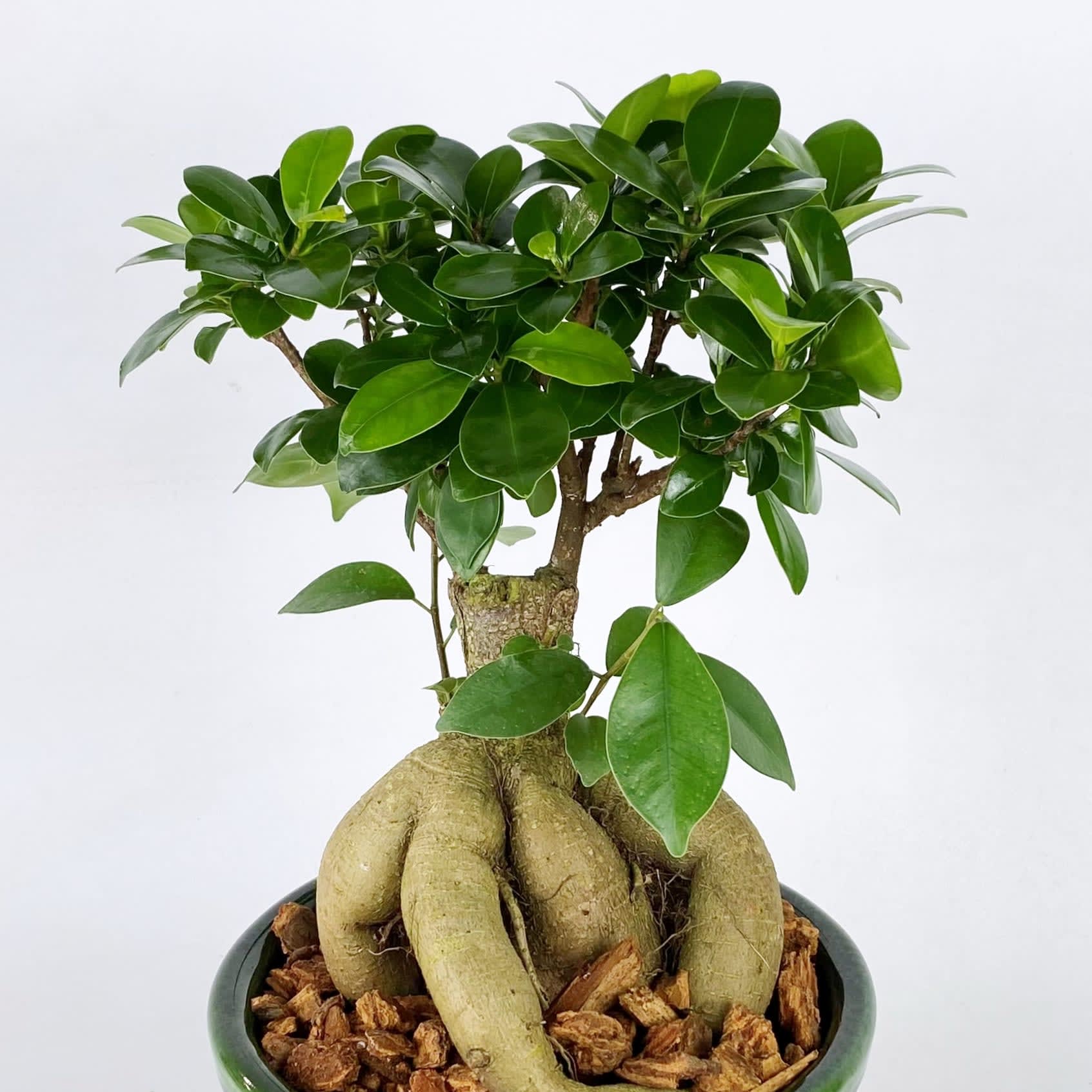 BRAIDED GINSENG TREE