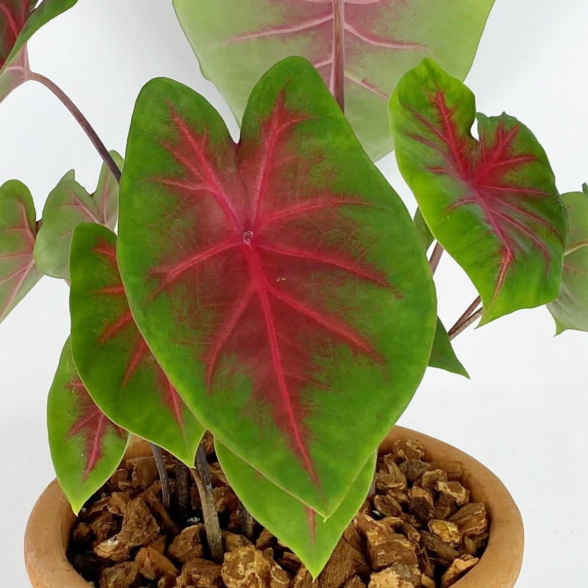 CALADIUM