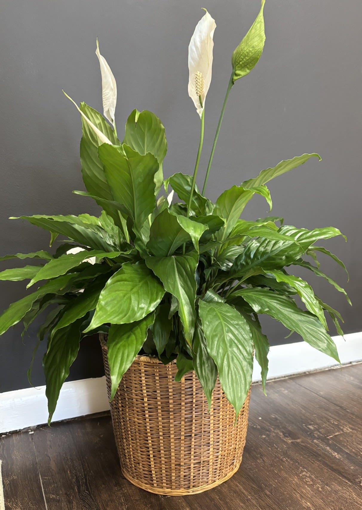 Peace Lily