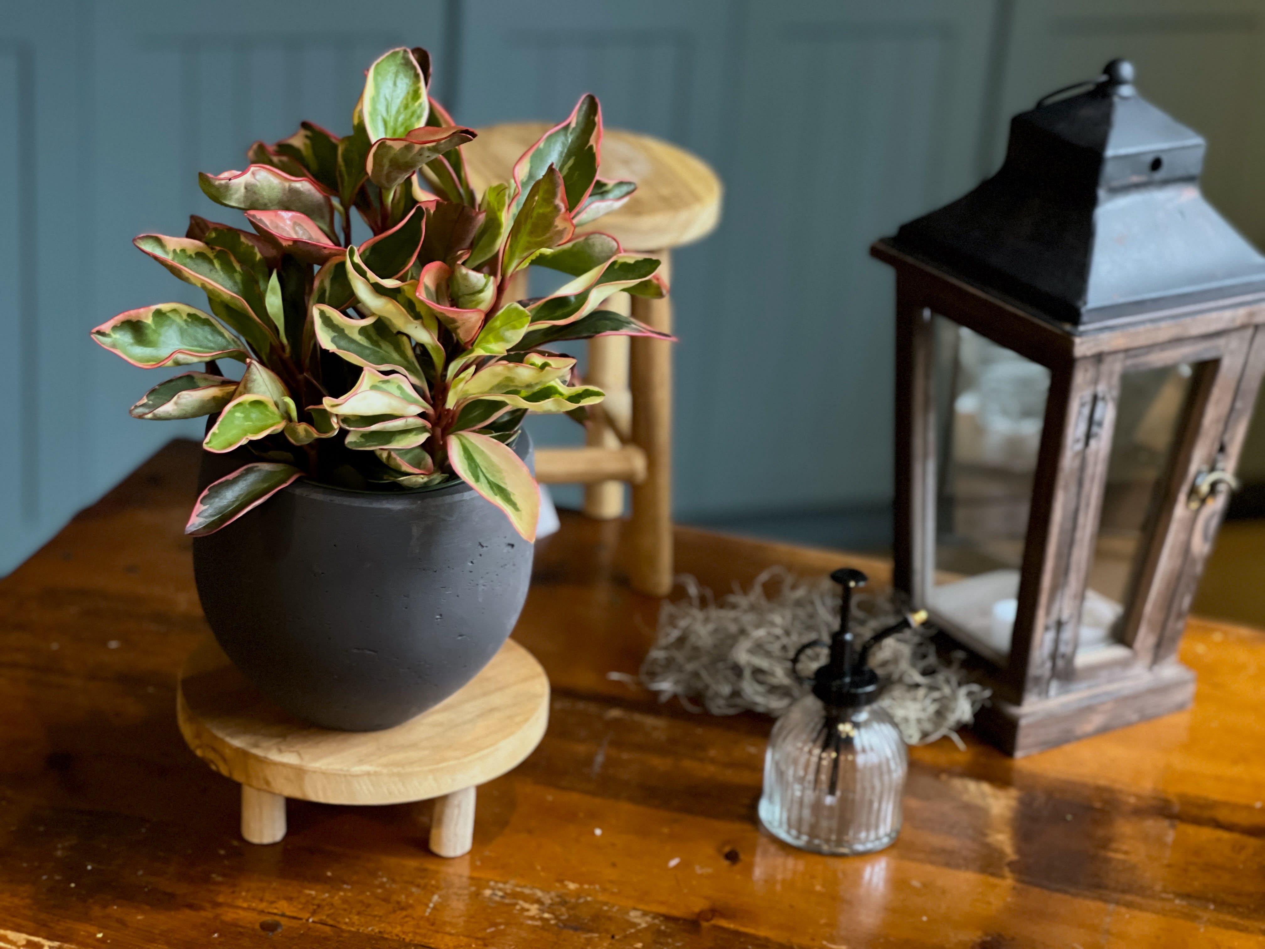 Peperomia Clusiifolia Ginny