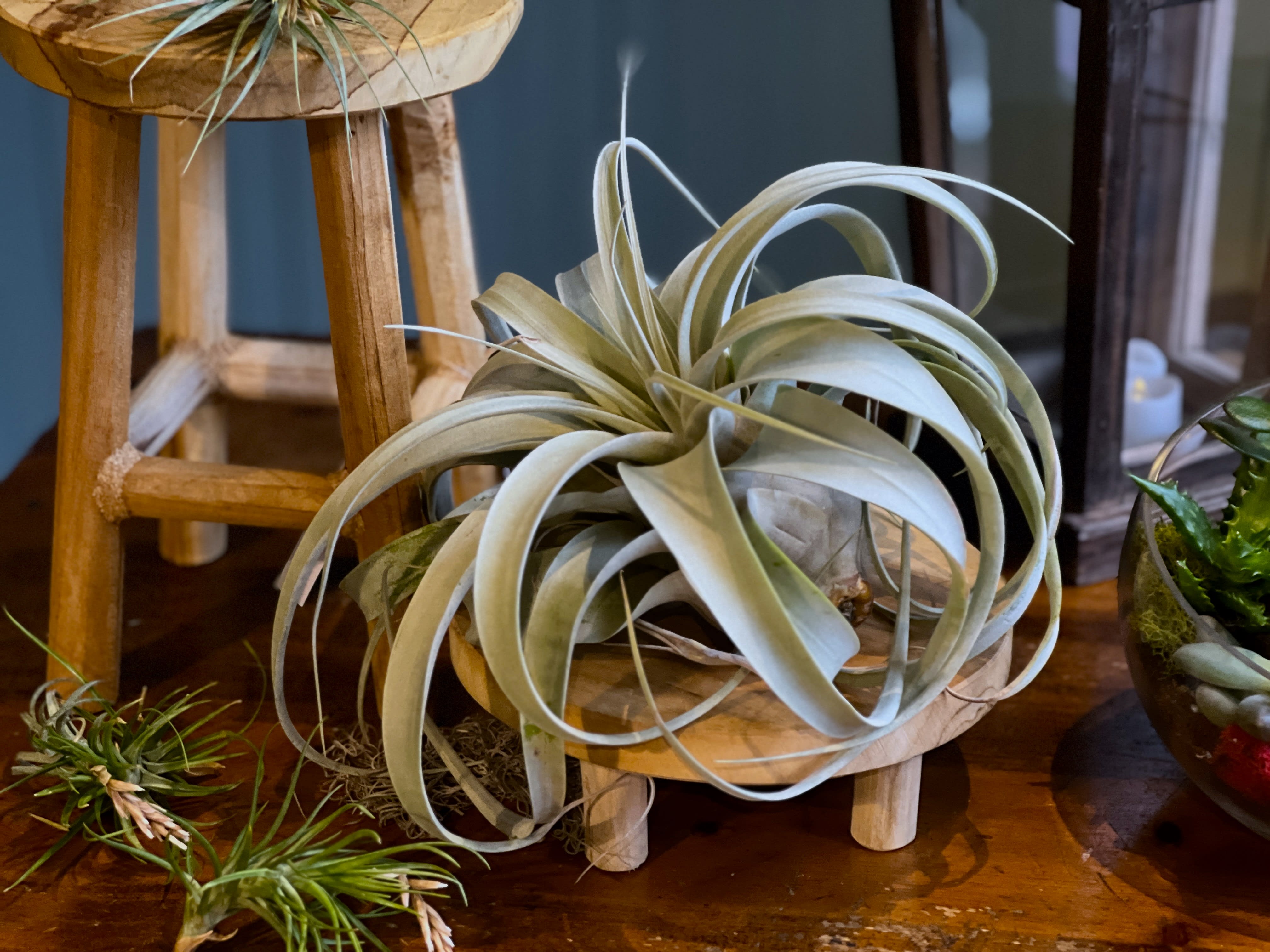 Air Plant Flower Bouquet