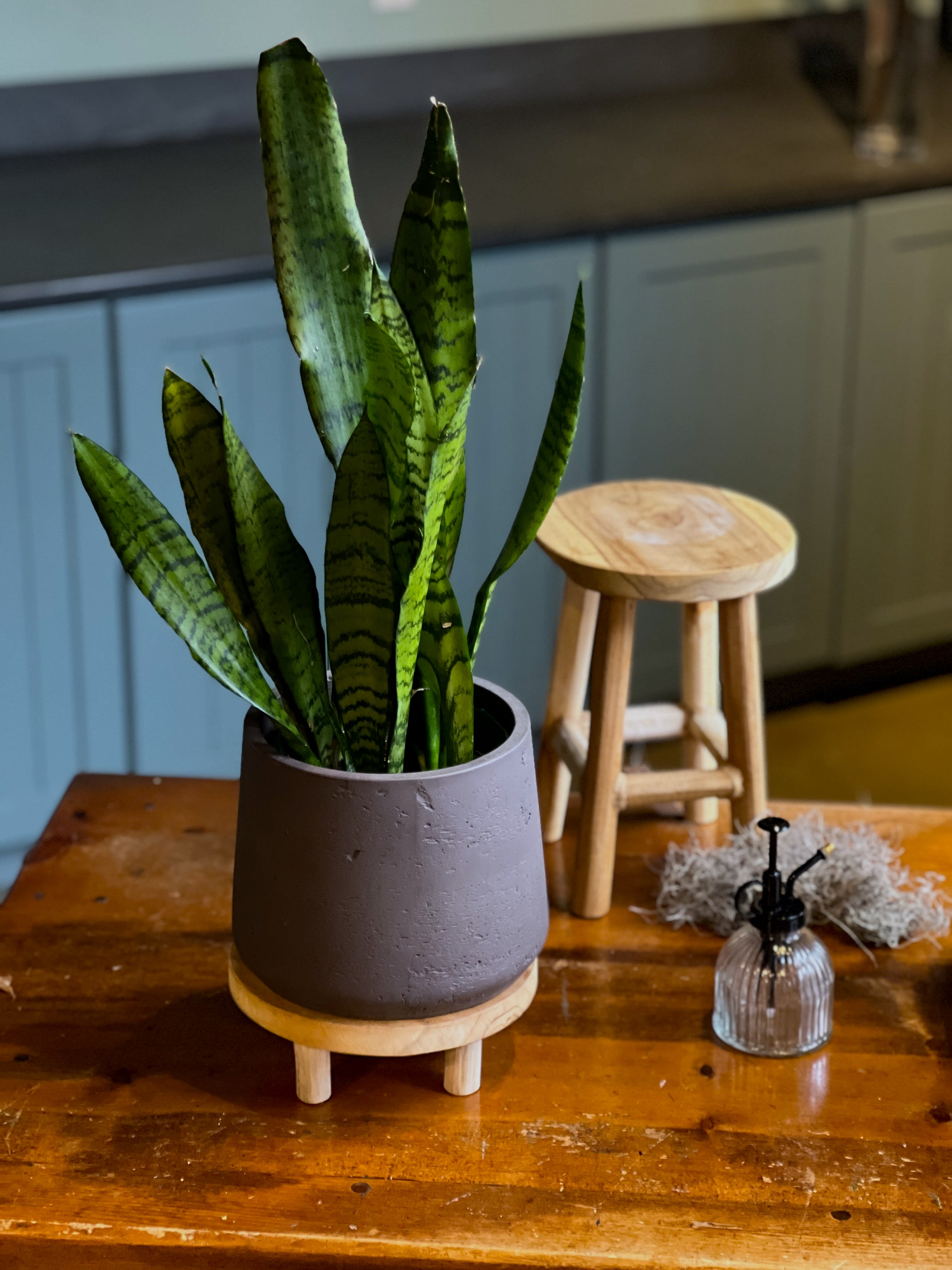 Sansevieria (Snake) Plant