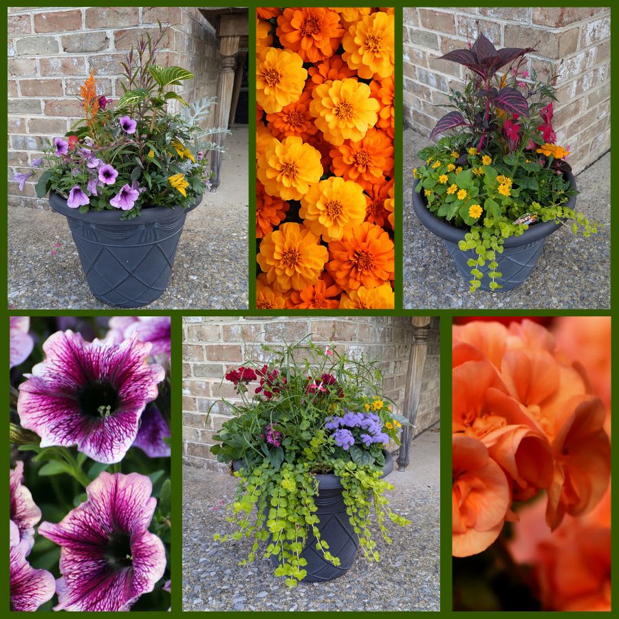 Jeffrey's Summer Planters - Large