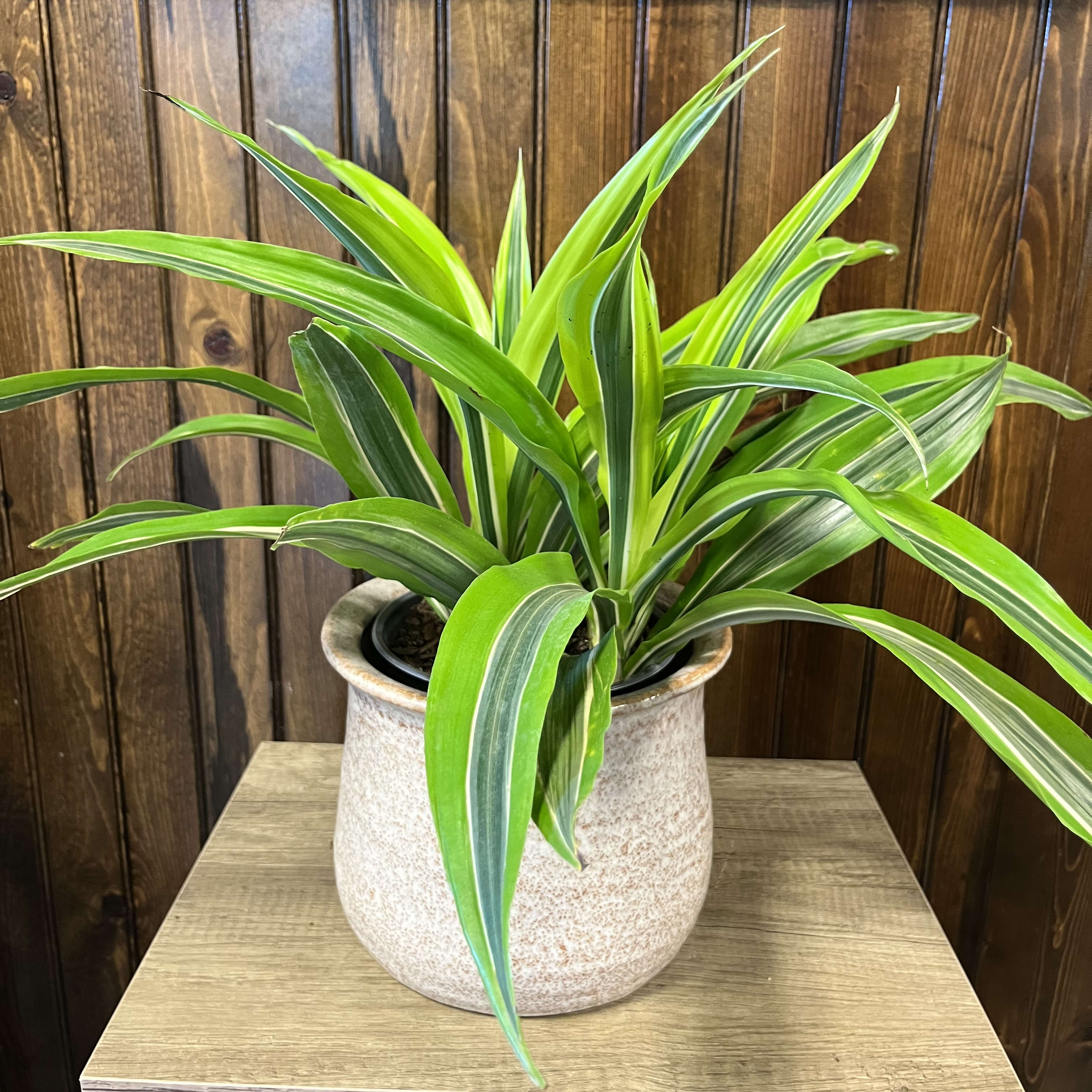 6" Lemon Surprise Plant