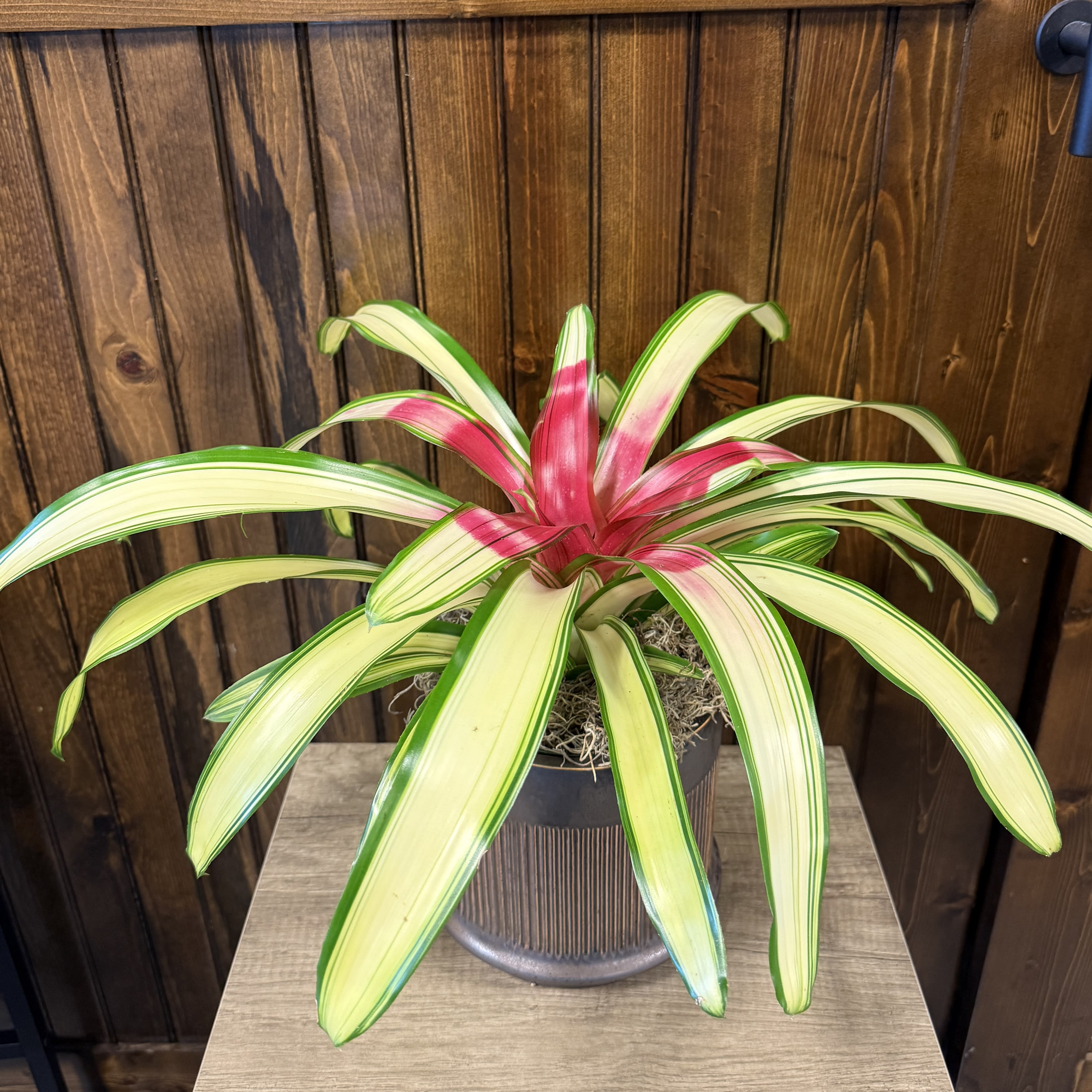 Blushing Bromeliad 6"