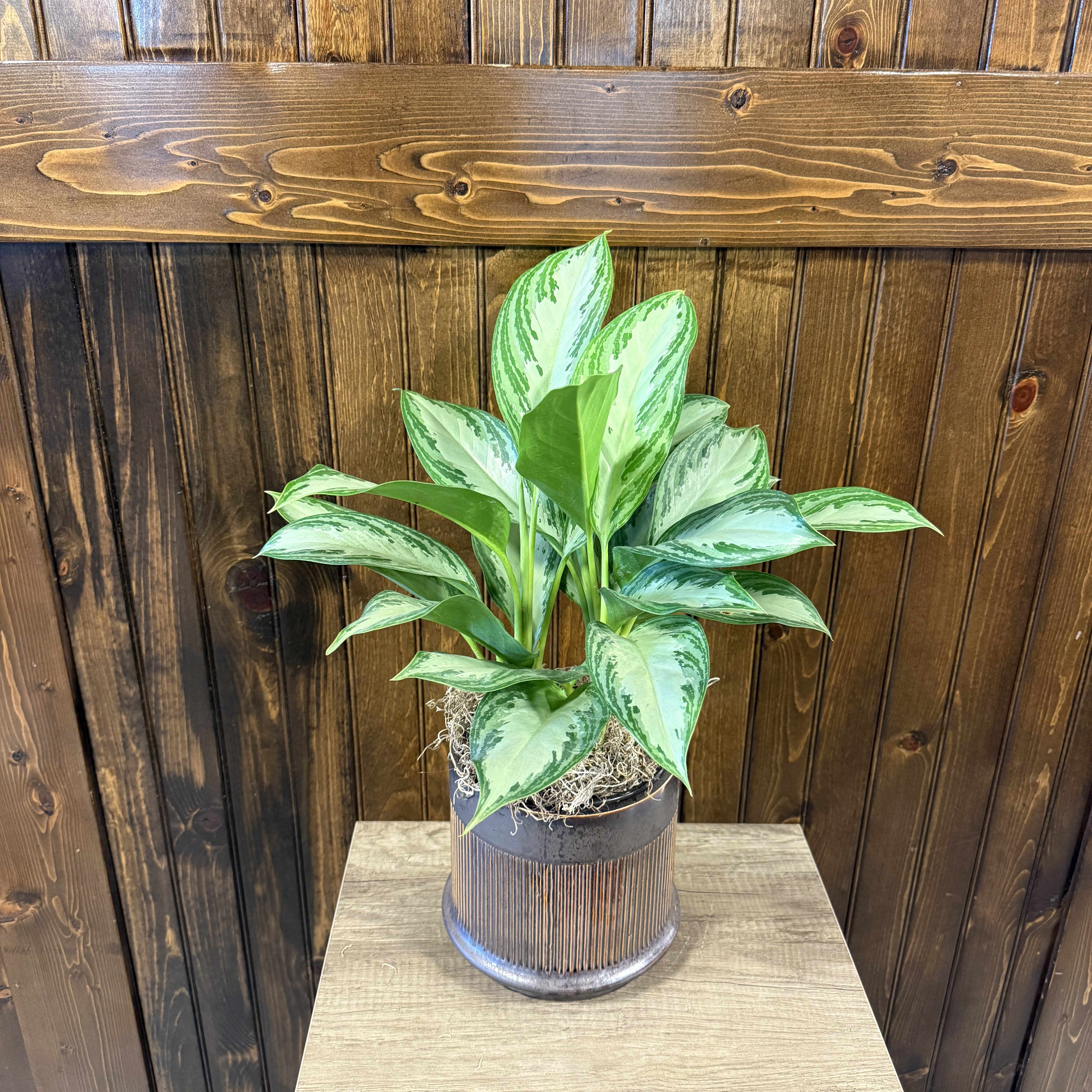 Silver Bay Aglaonema 6"