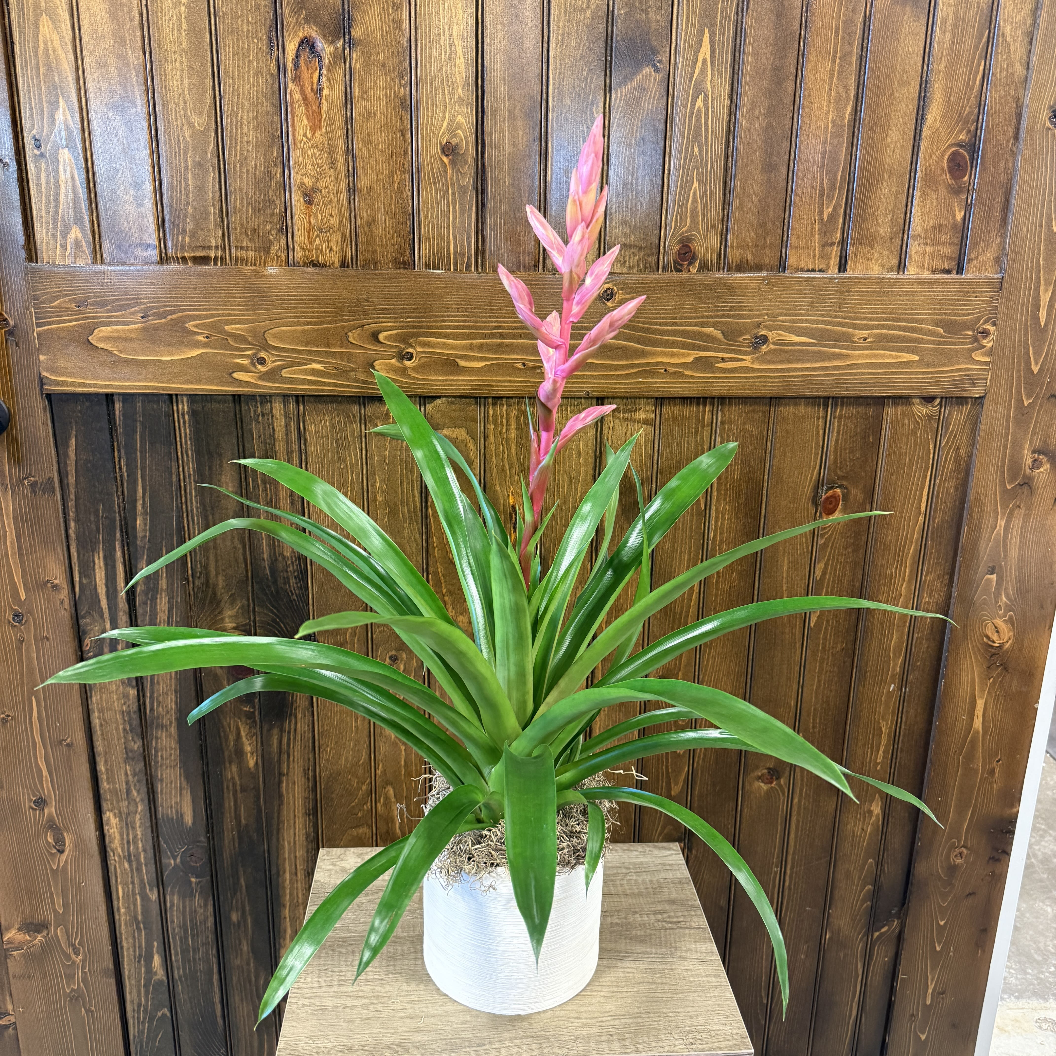 Scarlet Star Guzmania