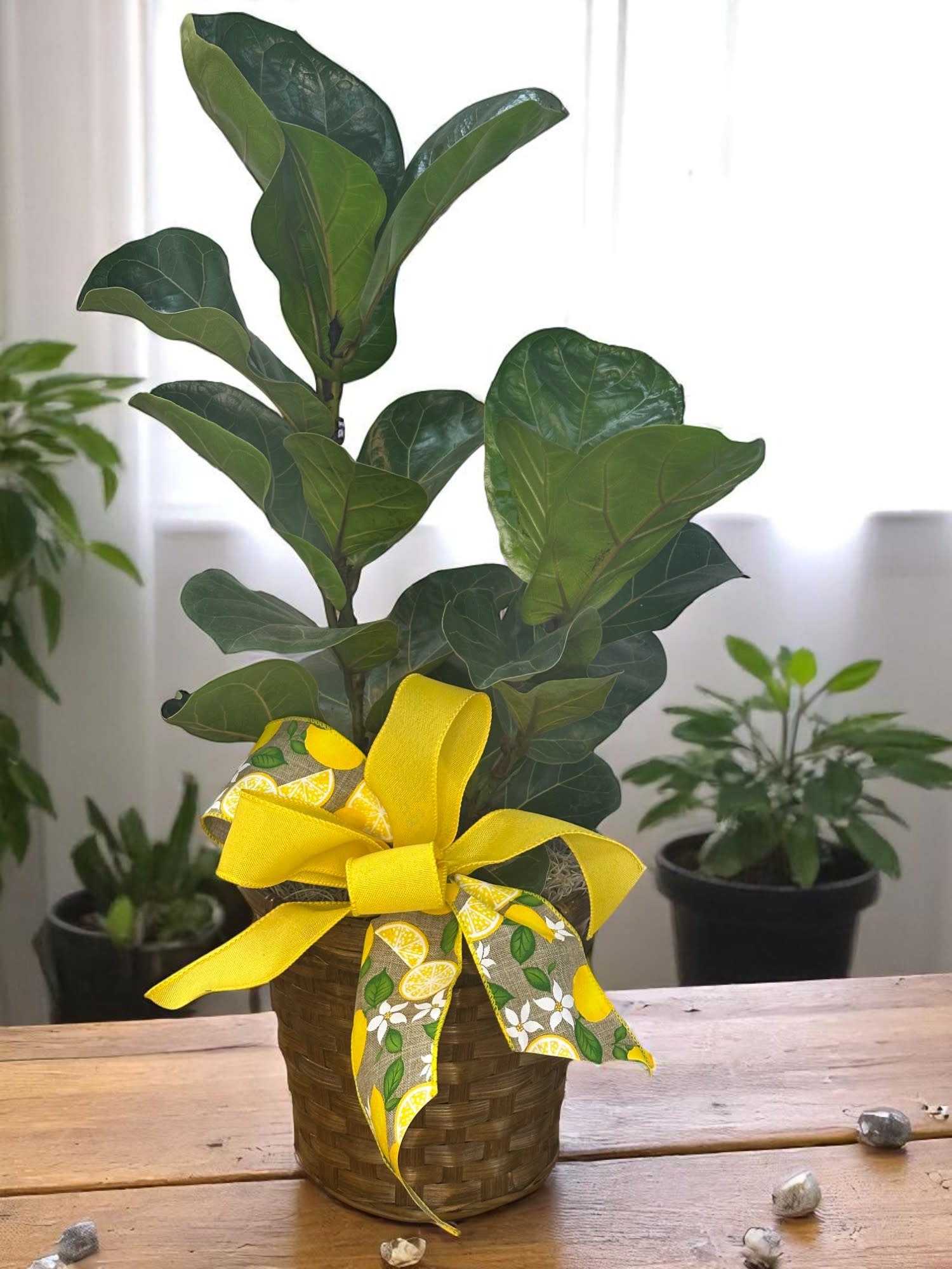 8" FIDDLE LEAF FIG IN A BASKET