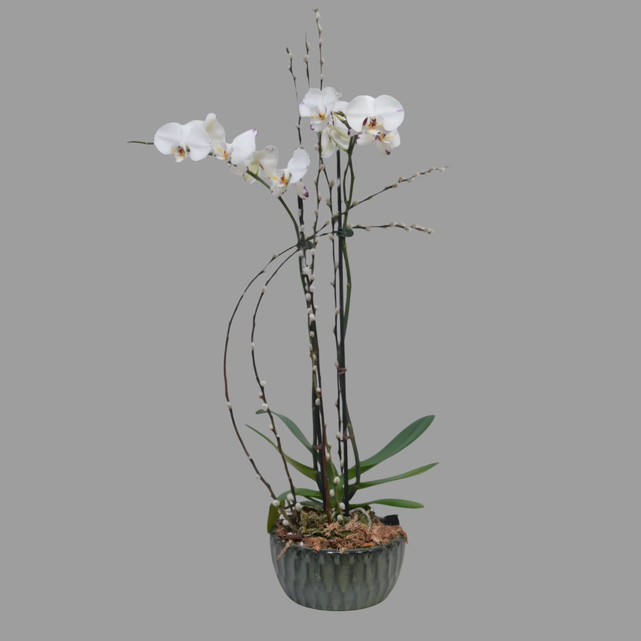 PO-4 Planta de orquídeas y pussy willow