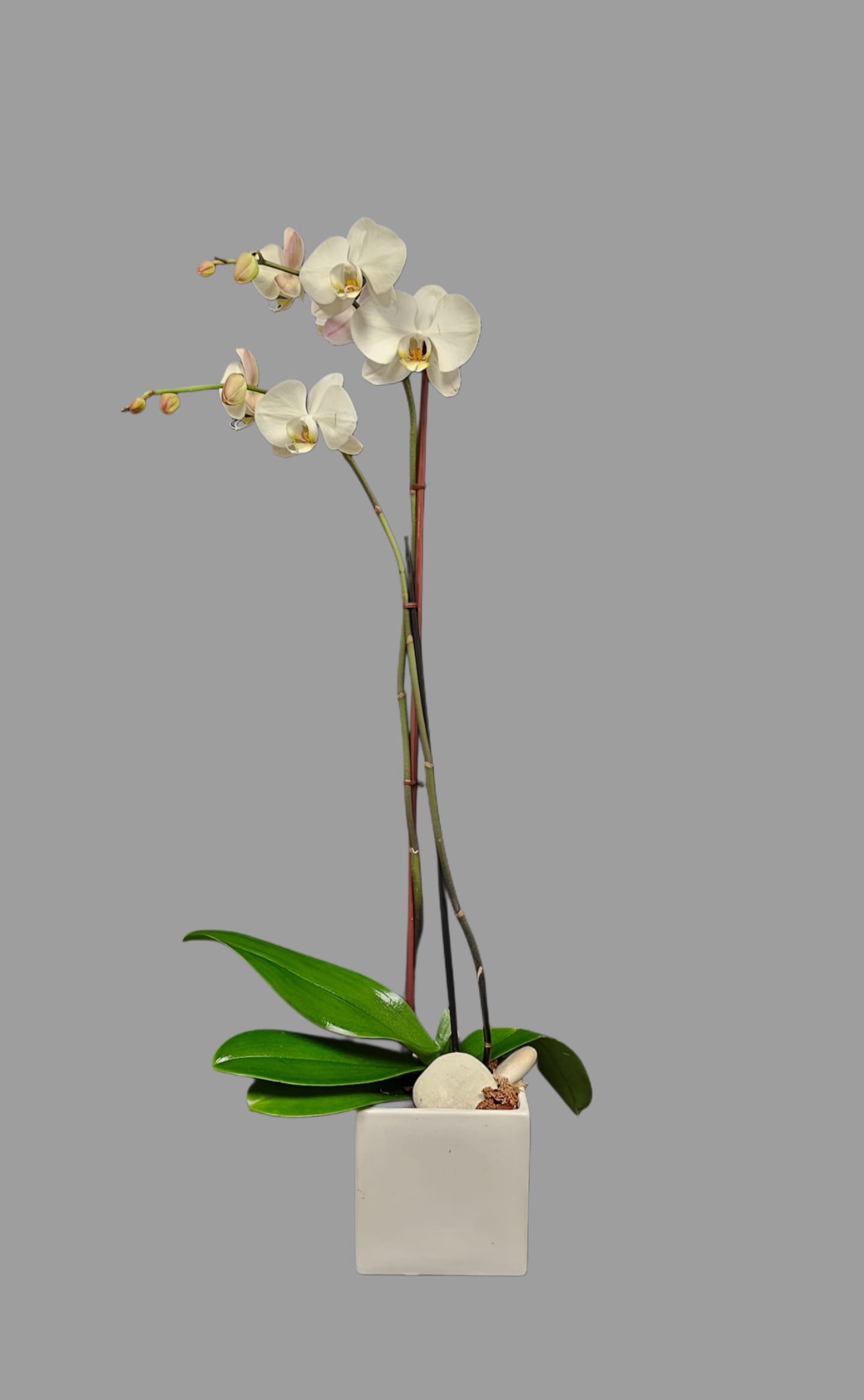 PO-1 Planta de orquídea