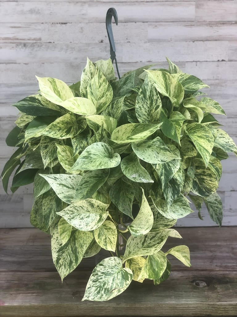 Pothos Hanging Basket Flower Bouquet
