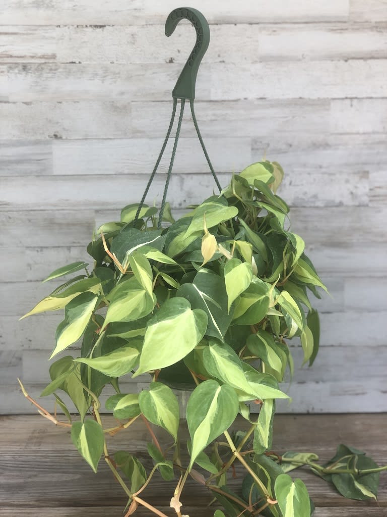 Hanging Philodendron Plant