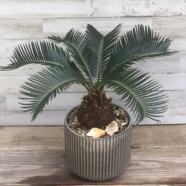 Sego Palm
