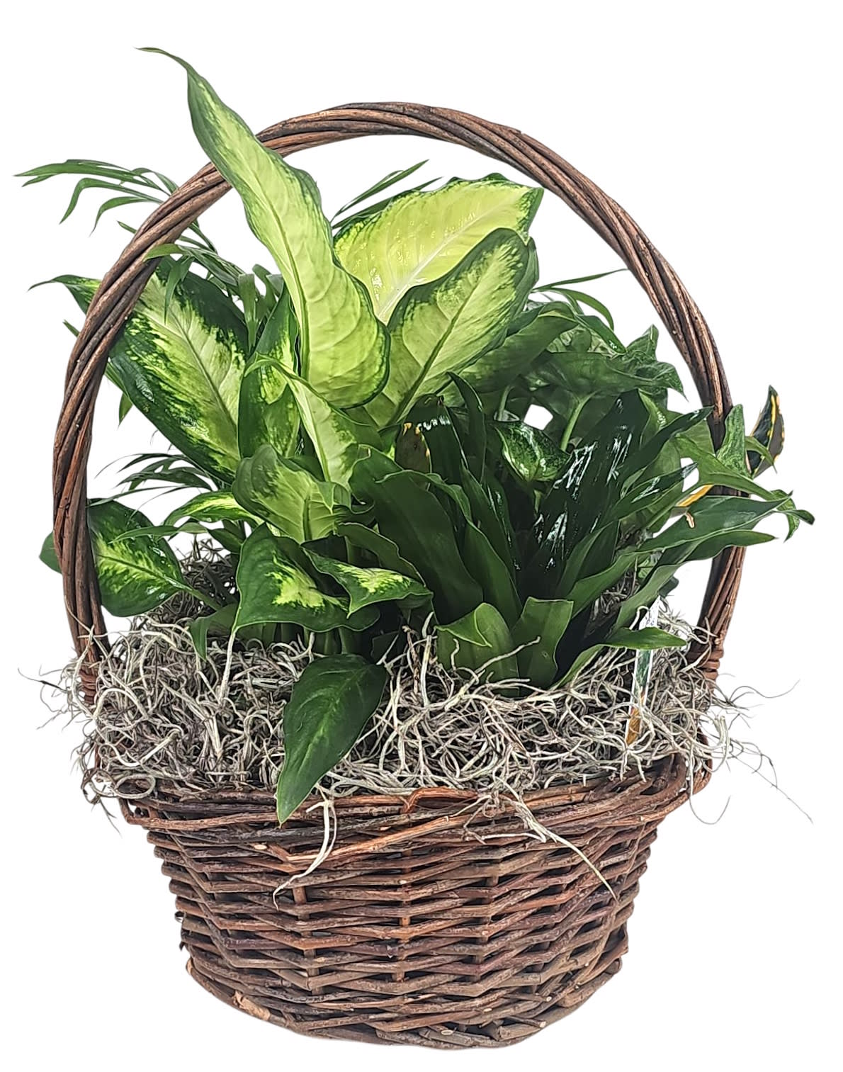 Emerald Garden Basket (Plants may vary)