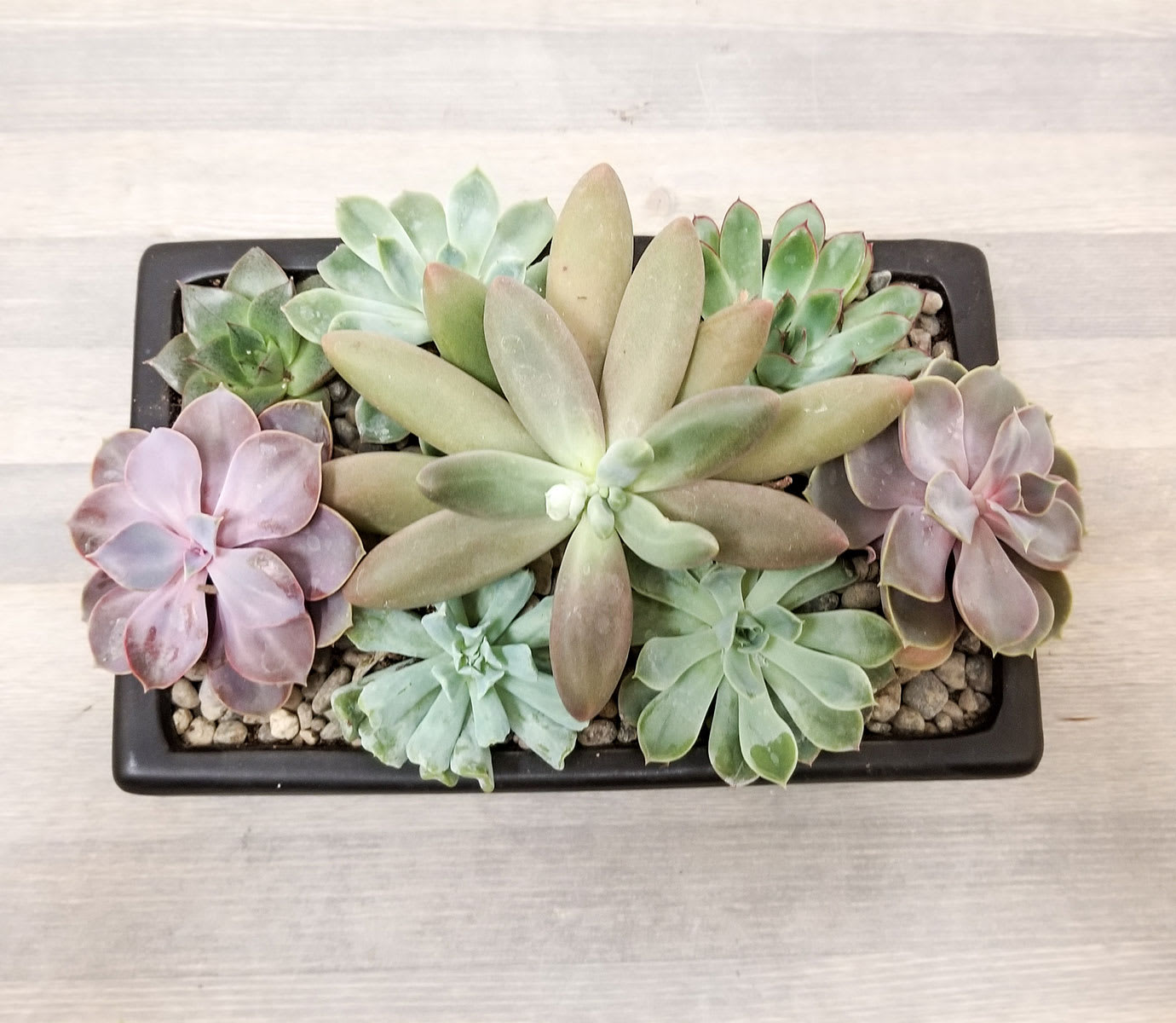 Succulent Dish Garden Flower Bouquet