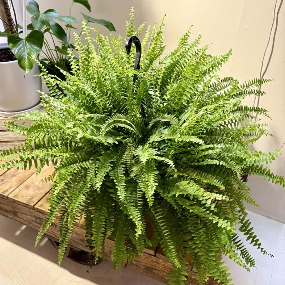 Hanging Boston Fern