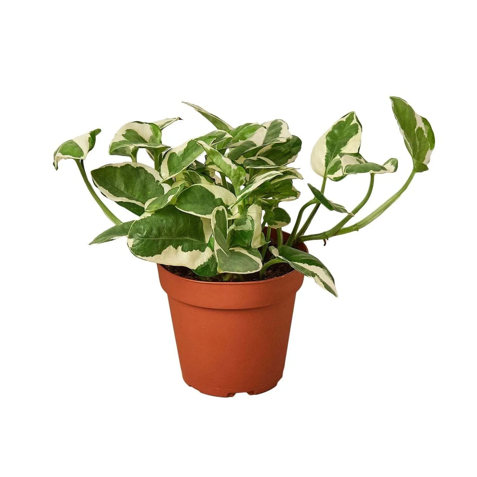 Pothos N Joy Flower Bouquet