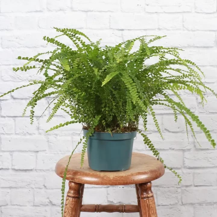 Lemon Fern Flower Bouquet