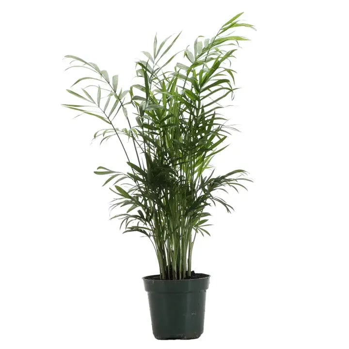Parlor Palm Flower Bouquet