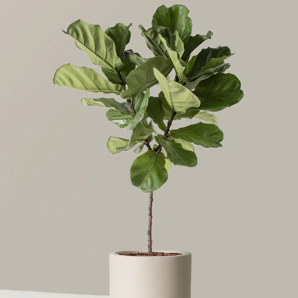 Fiddle Leaf Fig Flower Bouquet