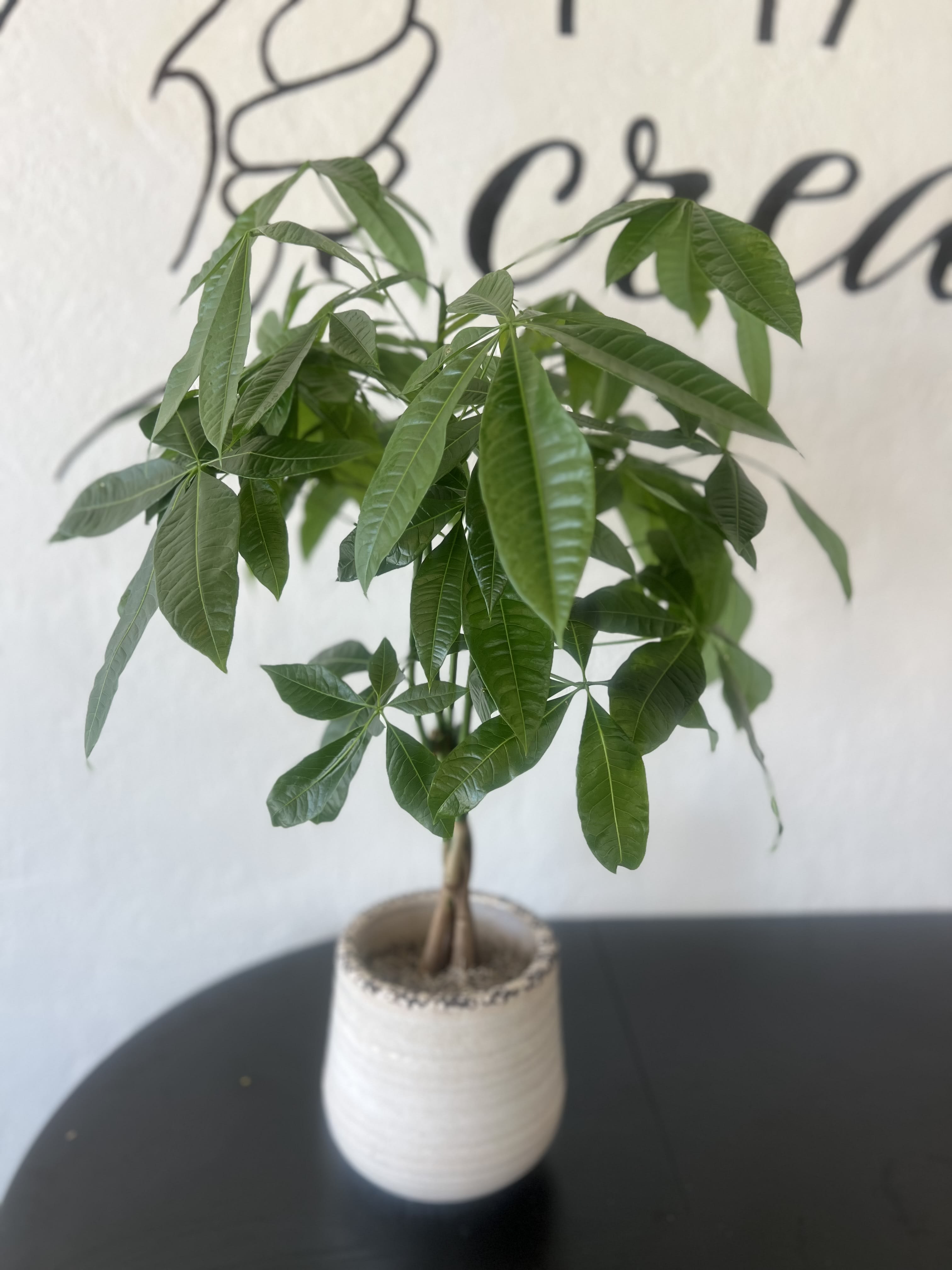 Large Money Tree Flower Bouquet