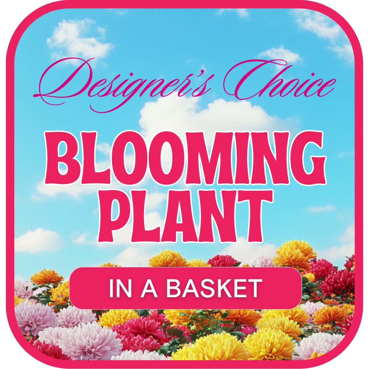 Designer's Choice Blooming Plant Flower Bouquet