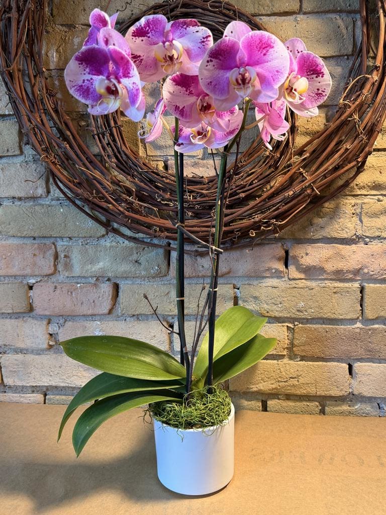 Doubles Purple Panda Orchid in a White Ceramic Pot