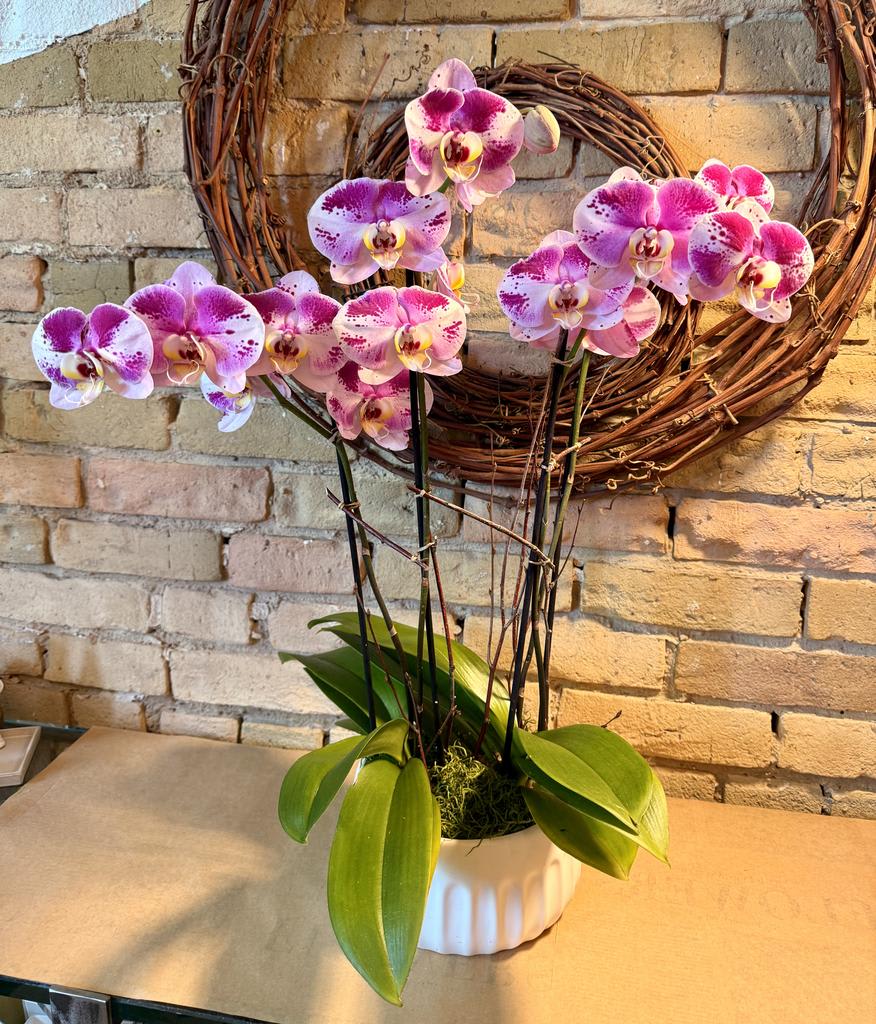 Four Stem Panda Orchids
