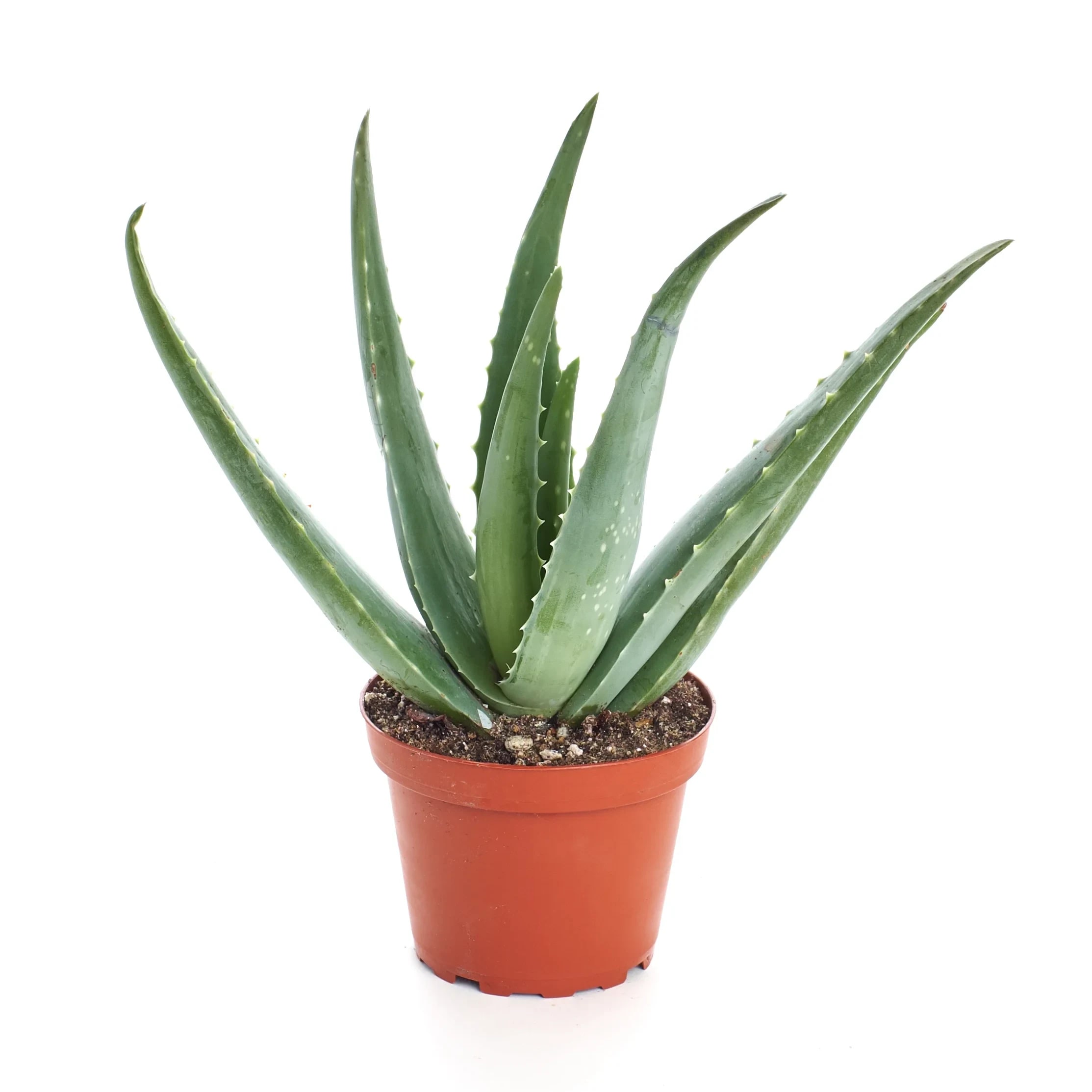Aloe Vera Flower Bouquet