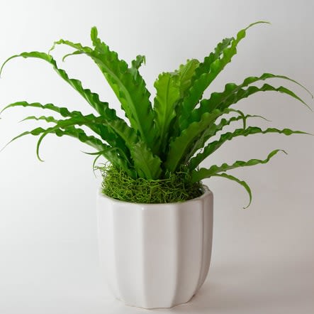 Birds Nest Fern Flower Bouquet