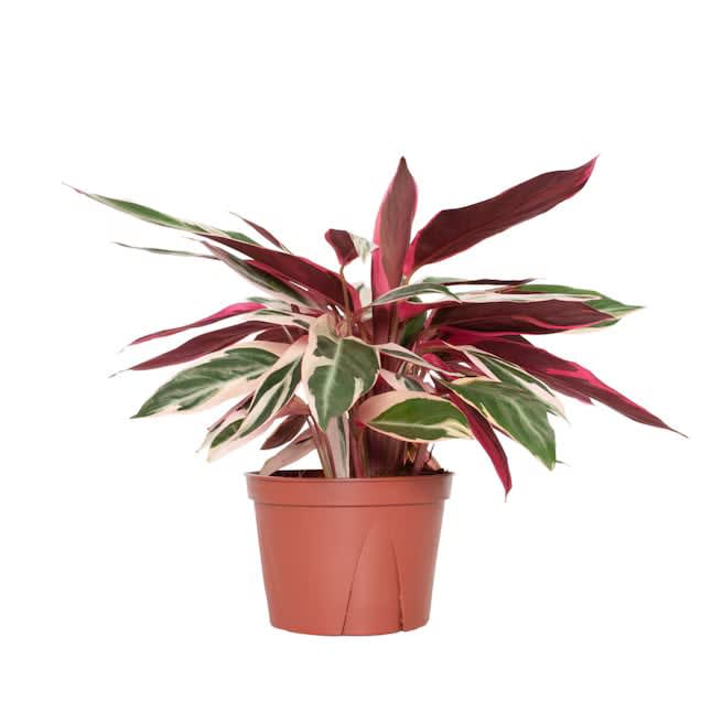 Stromanthe Trio-Star Flower Bouquet