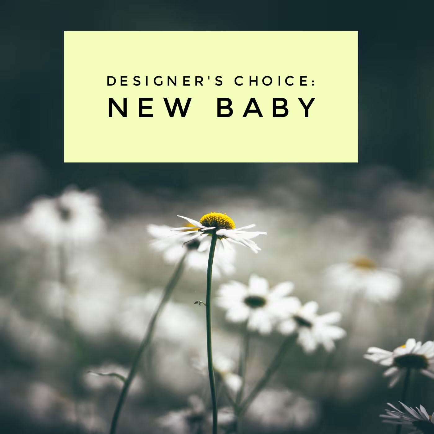 New Baby Designer's Choice