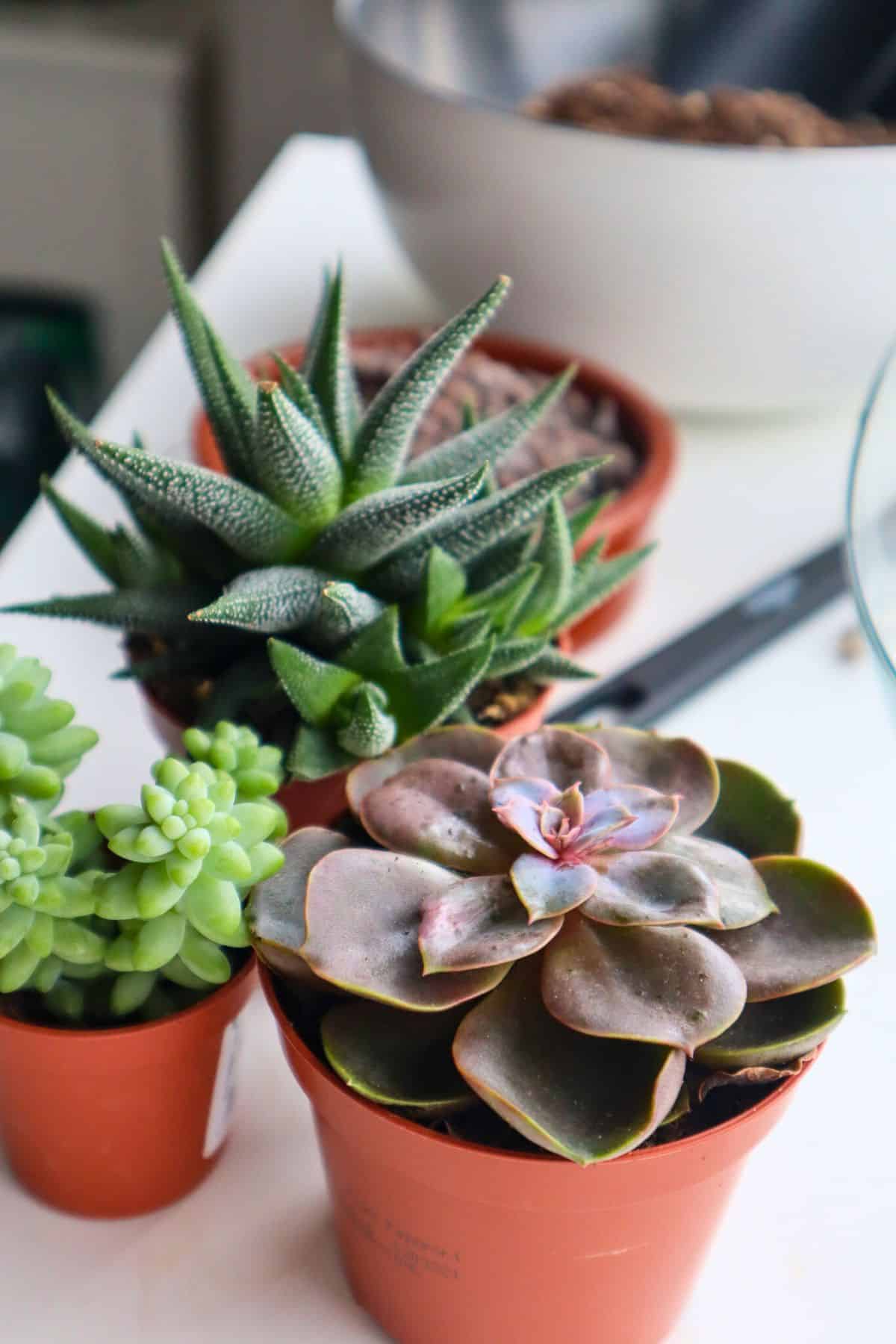 Luxury Succulent Terrarium