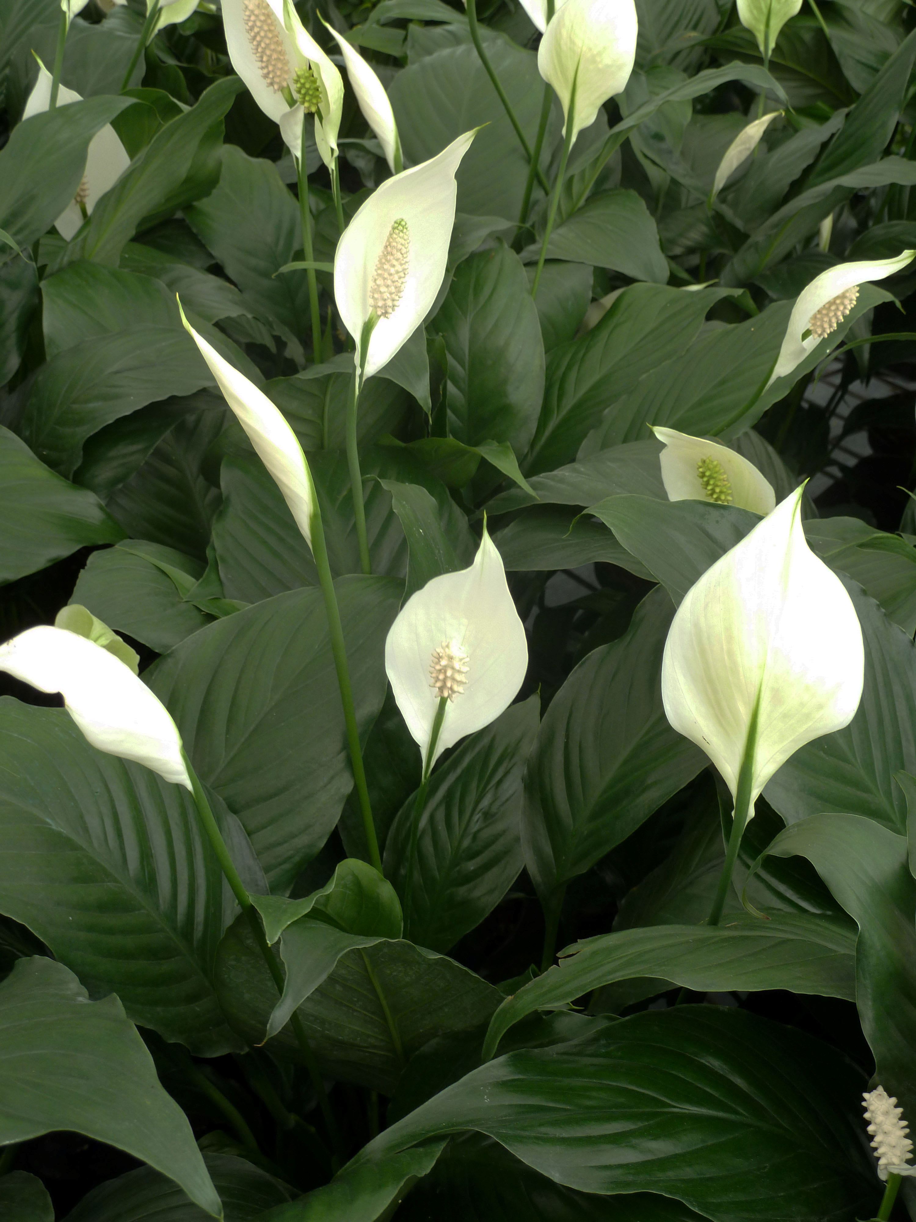 Medium Peace Lily - 8"